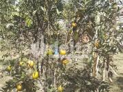 Fazenda/Sítio à Venda, 140 m² por R$ 300.000