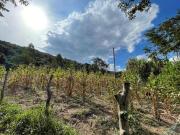 Fazendinha Itaúna 70 Hectares