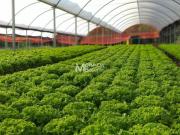 Fazendinha produzindo, com muita água, verde e sossego...