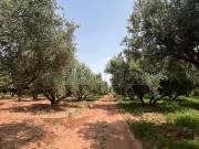 Ferme 1,2 hct à vendre RT sidi abdelah ghyat Kech