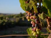 Ferme 3 chambres, CAUX Languedoc Roussillon 34720...