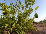 Ferme Titrée À Vendre à 28km de Marrakech