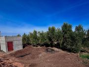 Ferme titrée clé en main Oliviers productifs