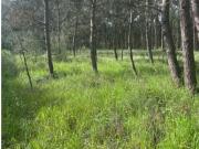 Figueira da Foz Figueira da Foz LS89805381