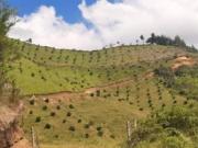 FINCA AGRICOLA, EN ABEJORRAL ANTIOQUIA