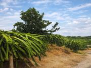 Finca agrícola en venta – 3 hectáreas con pitahaya en...