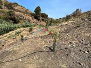 Finca Agrícola, Torrox, Málaga, Andalucía