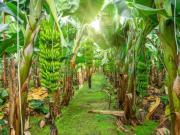 Finca Bananera en venta