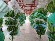 Finca Bananera en venta Los Ríos