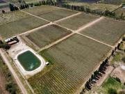 Finca, bodega artesanal y casa en San Rafael, Medoza