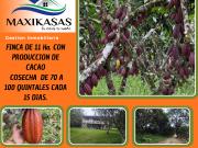 FINCA CACAOTERA FINCA CACAOTERA