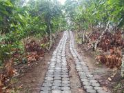 Finca cacaotera en venta Santo Domingo