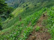 Finca cafetera en Santuario, Risaralda