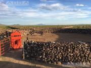 Finca Chihuahua