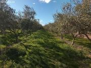 Finca con Caseta y Olivos en Molineres