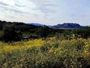 FINCA CON OLIVOS Y TERRENO DE CULTIVO 58.800 M2