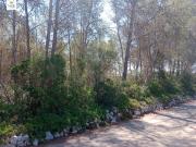 FINCA CON PINAR EN COSTITX