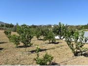FINCA DE 14.000M2 DE TERRENO IDEAL PARA AMANTES DE LOS...