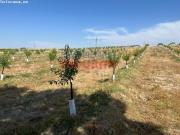 Finca de 20 has de regadío en Galisteo