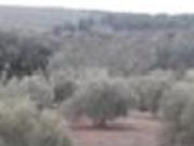 Finca de 374 hectáreas olivos regadío en Sevilla