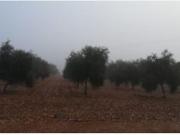 Finca de 400 hectáreas, en Ciudad Real, toda regadío,...