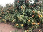 Finca de cítricos en Huelva