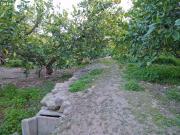 Finca de Limoneros en Venta – Zona de Los Tollos