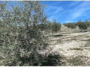 Finca de olivar intensivo con muy buen acceso