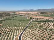 FINCA DE OLIVOS EN GRANADA DE 30 HECTAREAS