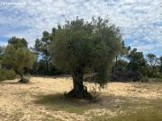 Finca de olivos en producción