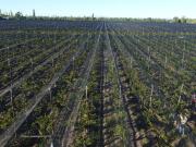 Finca de viñedos de 24 Has. en Cuadro Bombal