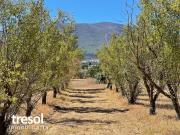 Finca ecológica con licencia para almacén de 145m2 +...