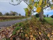Finca edificable en Quintes
