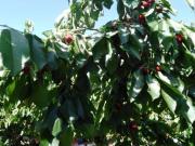 Finca en la Vega de Abrucena