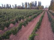 Finca en pleno crecimiento de dos parcelas en CaÃ±ada...