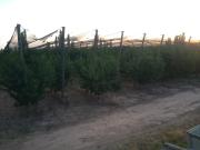 Finca en pleno crecimiento de dos parcelas en CaÃ±ada...