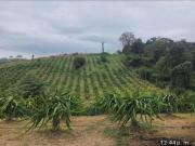 Finca en producción de Pitahaya en venta en Chongón GabR