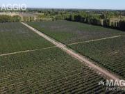 Finca en Venta