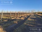 Finca en venta de 18 has en Paredes, San Rafael,Mendoza
