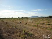 Finca en venta en Algemesí Valencia