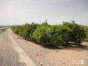 Finca en venta en Algemesí Valencia
