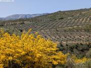 Finca en Venta en Alhama de Granada, Granada