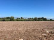 FINCA EN VENTA EN GUAYMALLÉN. 8 HAS EN PRODUCCIÓN