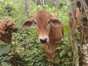 Finca en Venta en La Concordia – 8.5 Hectáreas con Río...