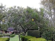 Finca en venta en Nepantla de Sor Juana Inés de la Cruz,...