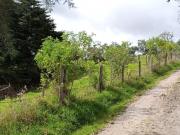 Finca En Venta En Sesquile En. V254317