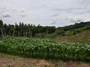 Finca en Venta La Cabaña