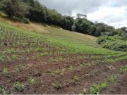 Finca en venta Vereda Prado Alto Facatativá Cundinamarca