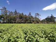 FINCA FLORICOLA EN RENTA 8 Ha EN CHECA