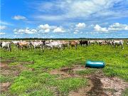 FINCA GANADERA EN VENTA, PUERTO GAITAN META